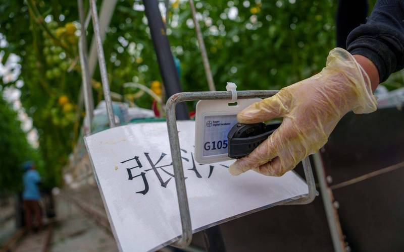 当数字化遇见小番茄 一位留学生的京郊农业工厂启示录